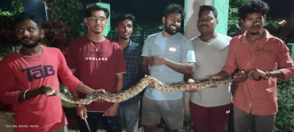 python.jpg?w=1000